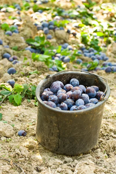 Bucket with plums — Stock Photo, Image