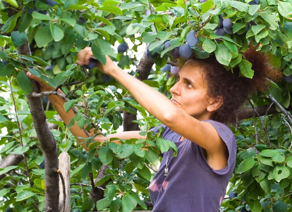 Donna raccogliendo prugne — Foto Stock