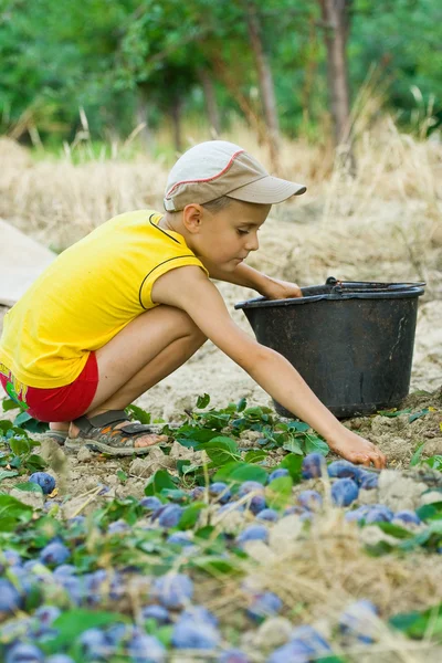 Young boy picking plums — Stock Photo, Image