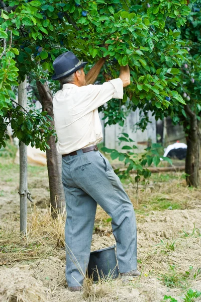 Agricultor colhendo ameixas — Fotografia de Stock