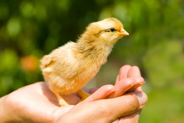 Baby chick op palm — Stockfoto