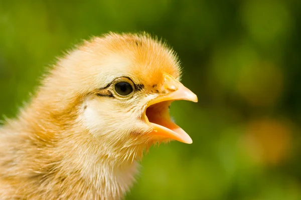 Baby chick screaming — Stock Photo, Image