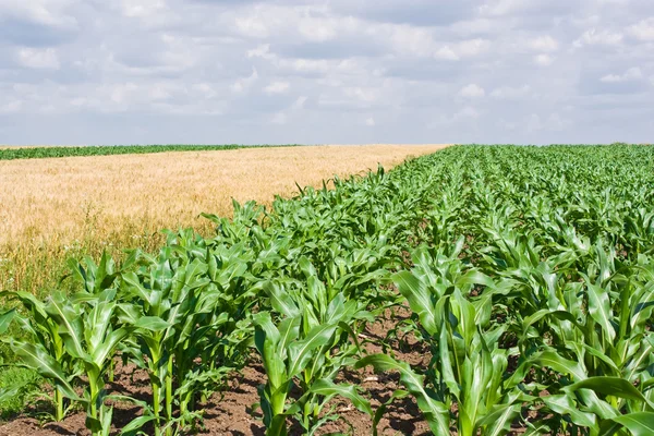 Кукурудза і пшеничне поле — стокове фото