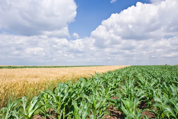 Kukorica és a búza téren — Stock Fotó