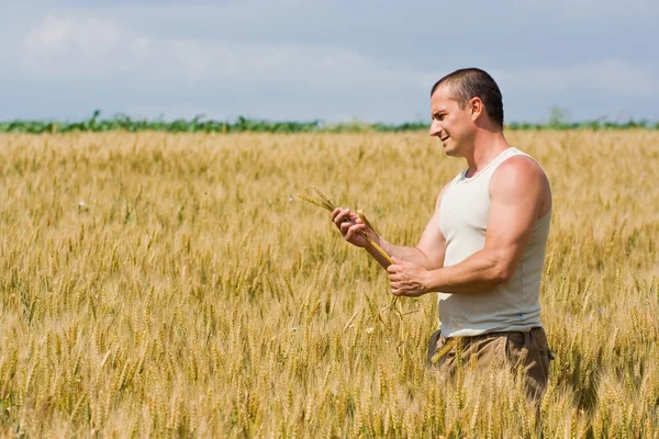 Homem no campo de trigo — Fotografia de Stock