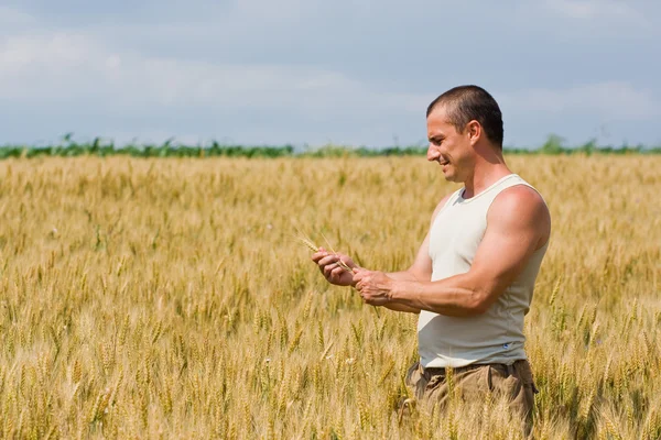 Hombre en campo de trigo —  Fotos de Stock