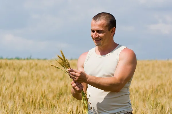 Buğday tarlasında bir adam — Stok fotoğraf