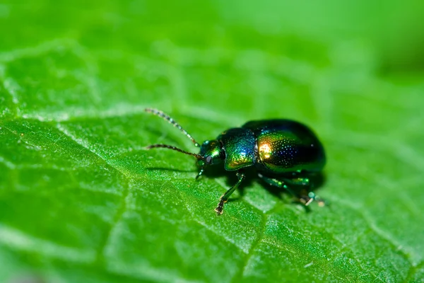 Zielony błyszczący chrząszcz — Zdjęcie stockowe