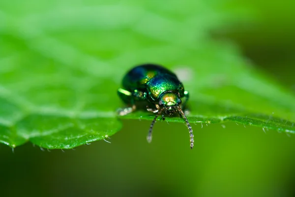Zielony błyszczący chrząszcz — Zdjęcie stockowe