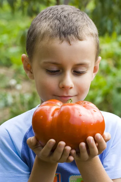巨大なトマトを持つ少年巨型番茄的男孩 — 图库照片