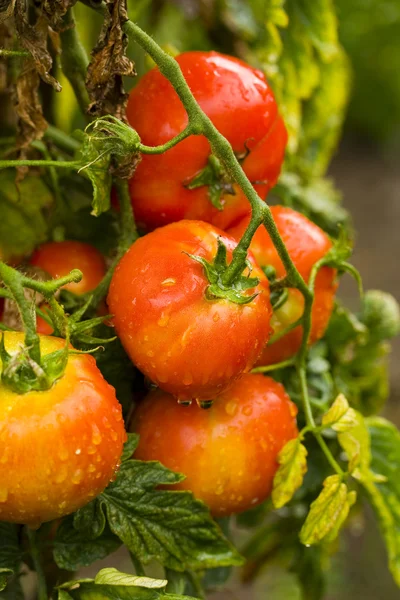 Tomater med vattendroppar — Stockfoto