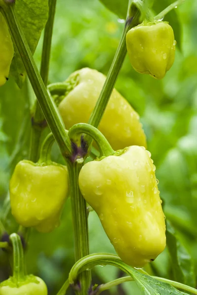 Groene paprika's met waterdruppels — Stockfoto