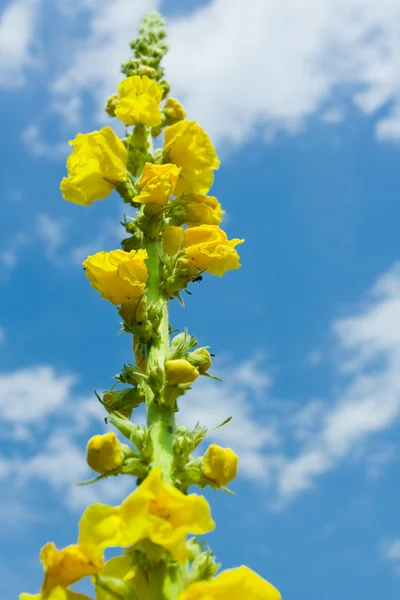 Żółty kwiat i niebo — Zdjęcie stockowe