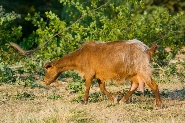 Chèvre brune — Photo
