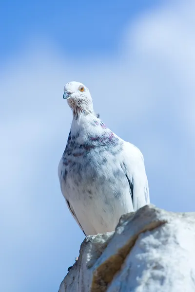 Taube sitzt auf einem Felsen — Stockfoto
