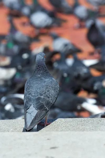 Leader of pigeons — Stock Photo, Image