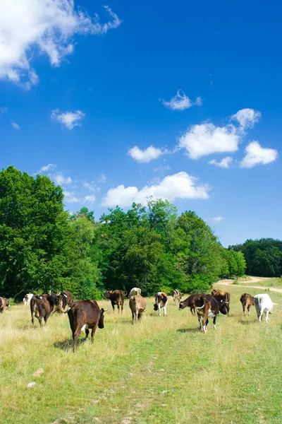 Krowy na pastwisku Zdjęcie Stockowe