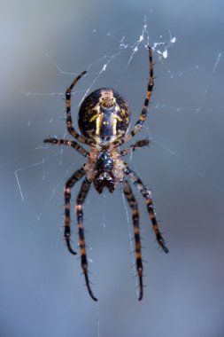 Spider on web clipart