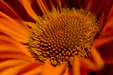 Gerbera