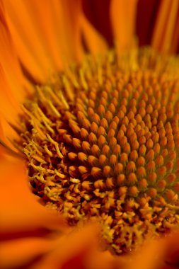 Gerbera