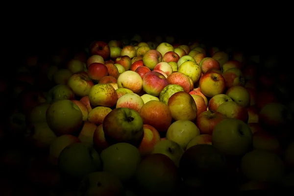 Яблука під spotlight — стокове фото