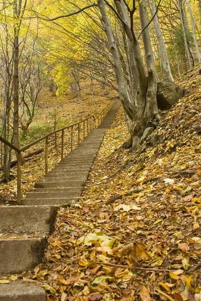 Escadas através da floresta — Fotografia de Stock