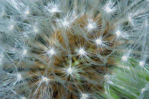 Macro of a dandelion — Stock Photo, Image