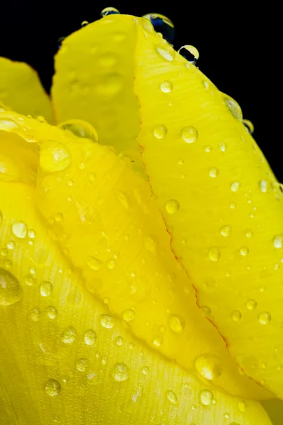 Tulip with water drops — Stock Photo, Image