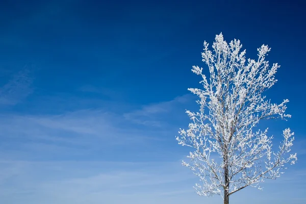 Träd täckt med snö — Stockfoto