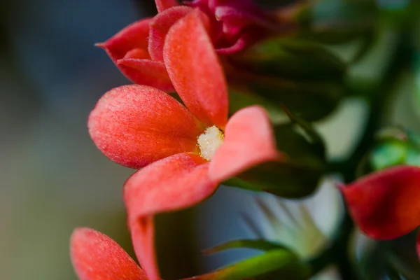 Kalanchoe-Blumen — Stockfoto