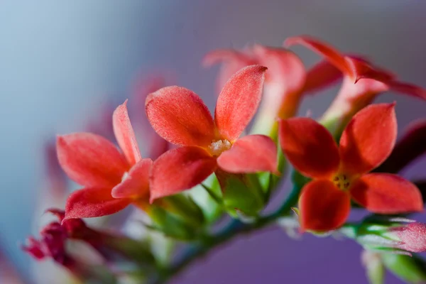 Flores de Kalanchoe — Fotografia de Stock