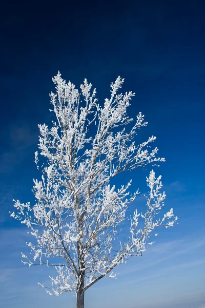 Strom pokrytý sněhem — Stock fotografie