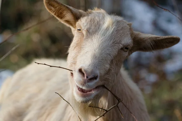 Goat browsing bushes — Stock Photo, Image