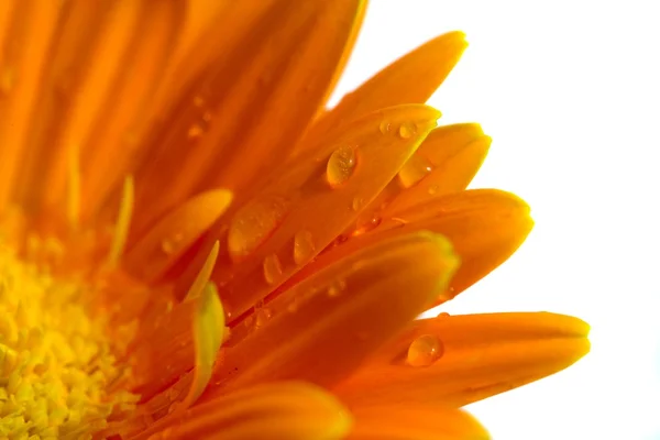 Gerbera bloem — Stockfoto