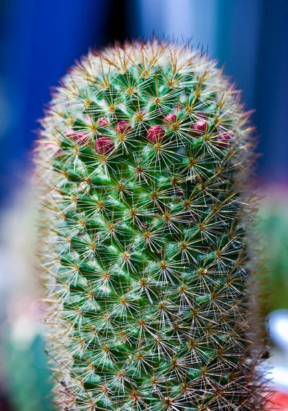 stock image Cactus