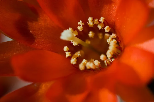 Λουλούδι κόκκινο κάκτος — Φωτογραφία Αρχείου