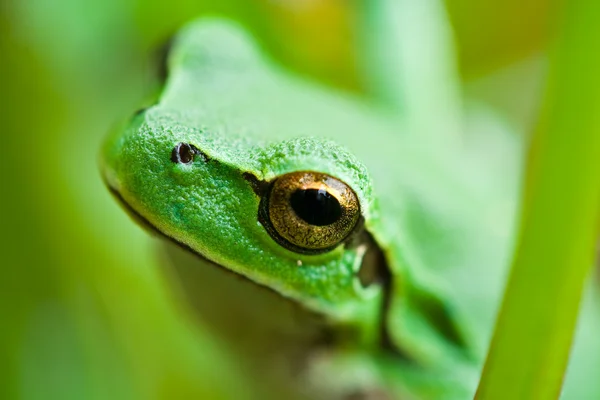 Χαριτωμένο πράσινο βάτραχο — Φωτογραφία Αρχείου