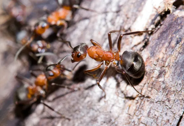 Mrówki — Zdjęcie stockowe