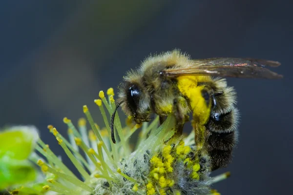 Pracy pszczół — Zdjęcie stockowe