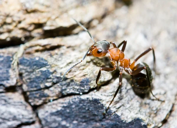 赤黒蟻 — ストック写真