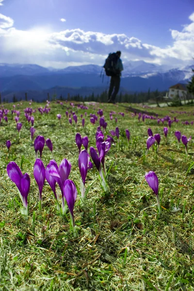 Crocus flowers and mountains — Stock Photo, Image