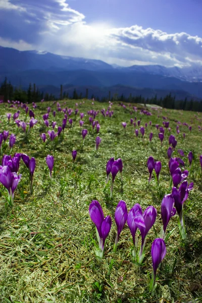 Crocus flowers and mountains — Stock Photo, Image