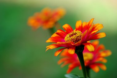 Zinnia elegans