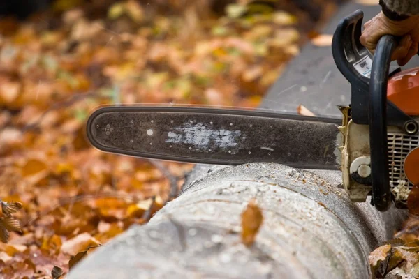 Dřevařský kolík s motorovou pilou — Stock fotografie
