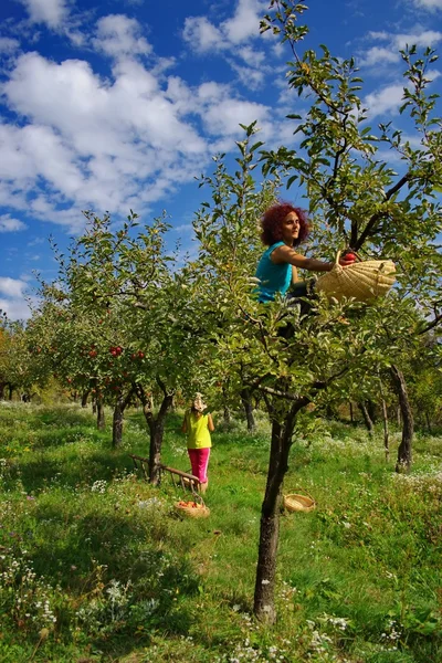 Las mujeres recogiendo manzanas — Foto de Stock