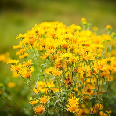 Tussilago (coltsfoot) farfara bitki