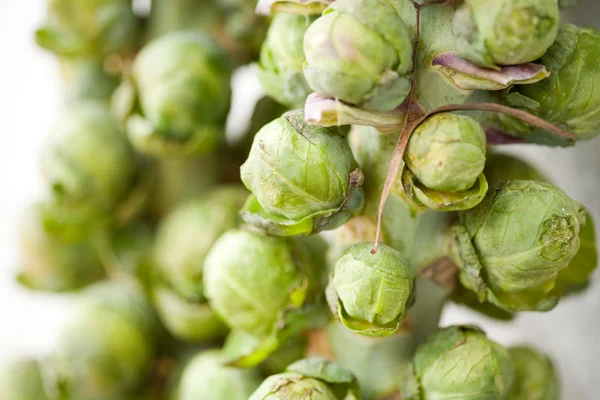 Brussel sprouts — Stock Photo, Image
