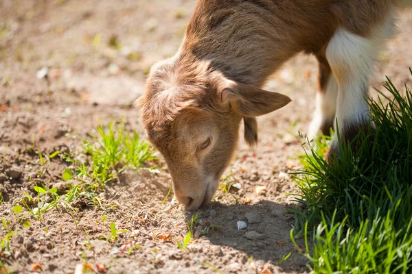 Bebe Chevre Manger Cote Simple Stock Photo