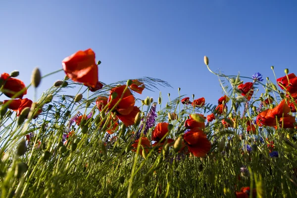 Spring landscape - red poppies — Stock Photo, Image