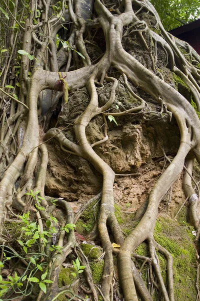Platted Roots — Stock Photo, Image